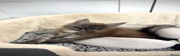 Maine Coon cats for sale: Maine coon - Advert 9