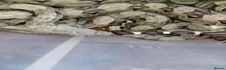 Boa Snake reptiles for sale: A knot of Boa babies  - Advert 3