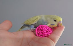 Budgerigars birds for sale: Hand reared silly tame baby budgies  - Image 24