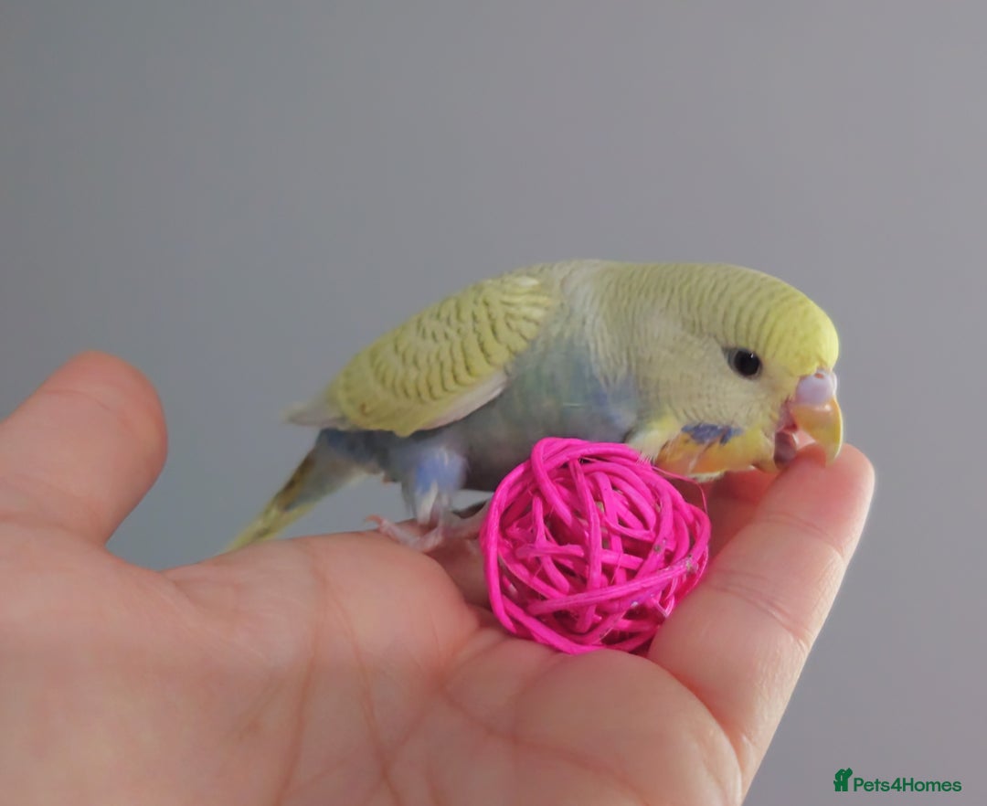 Budgerigars birds for sale: Hand reared silly tame baby budgies  - Image 24