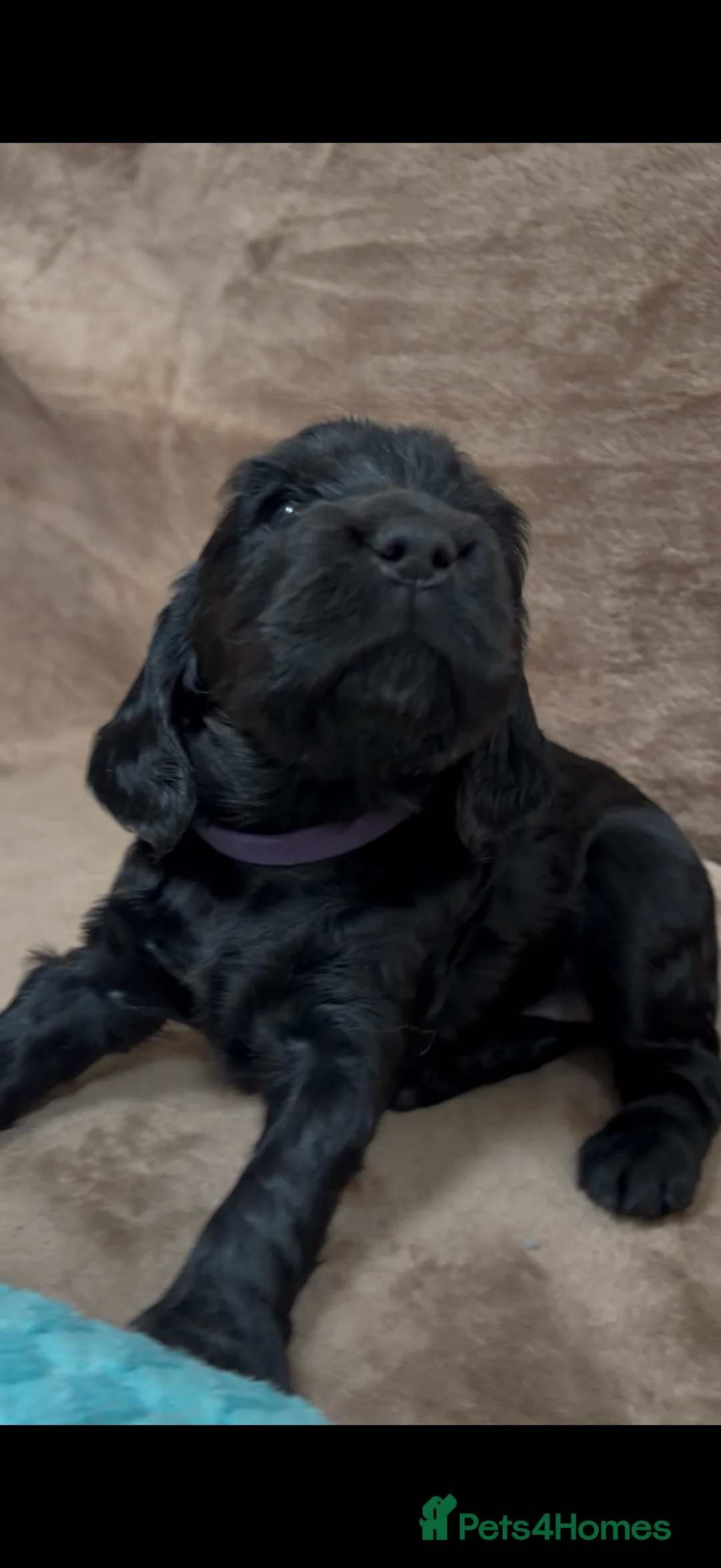 Cocker Spaniel dogs for sale: Outstanding KC Show Type Cocker Spaniel puppies in Runcorn - Advert 2