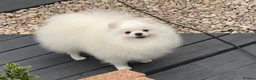 Pomeranian dogs for sale: Stunning White Pomeranian Boy  - Advert 4