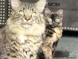 Ragdoll cats Ragdoll mixed - Advert 4