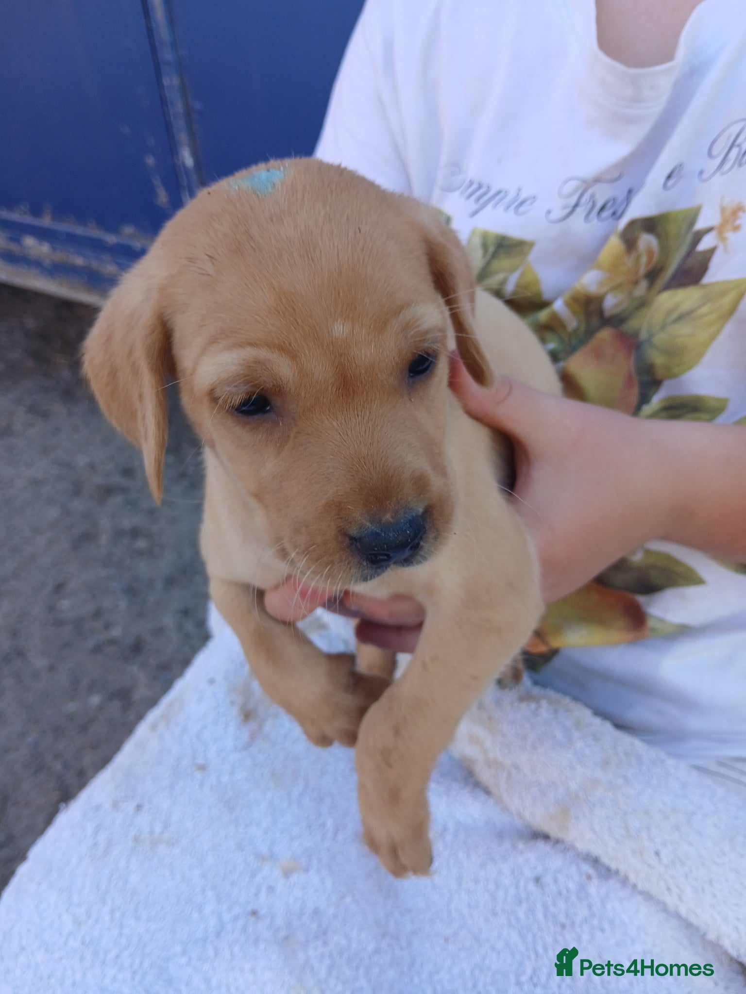 Labrador Retriever dogs for sale: Fabulous litter of golden and fox red lab puppies. - Advert 18