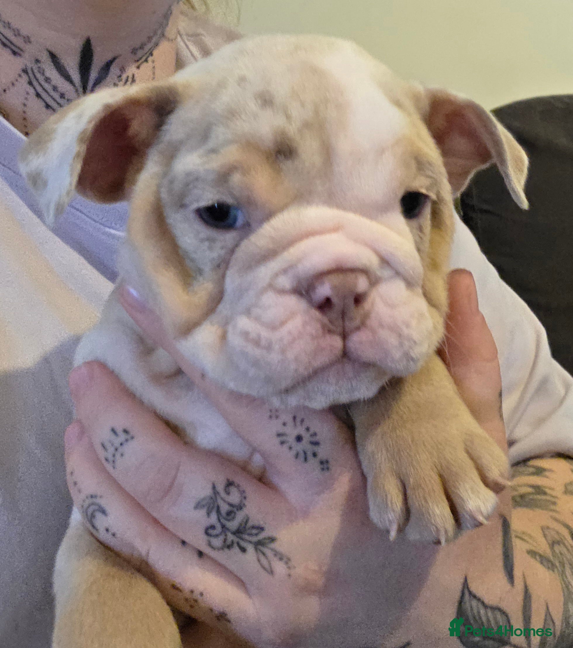 English Bulldog dogs Beautiful litter of English Bulldogs - Advert 2