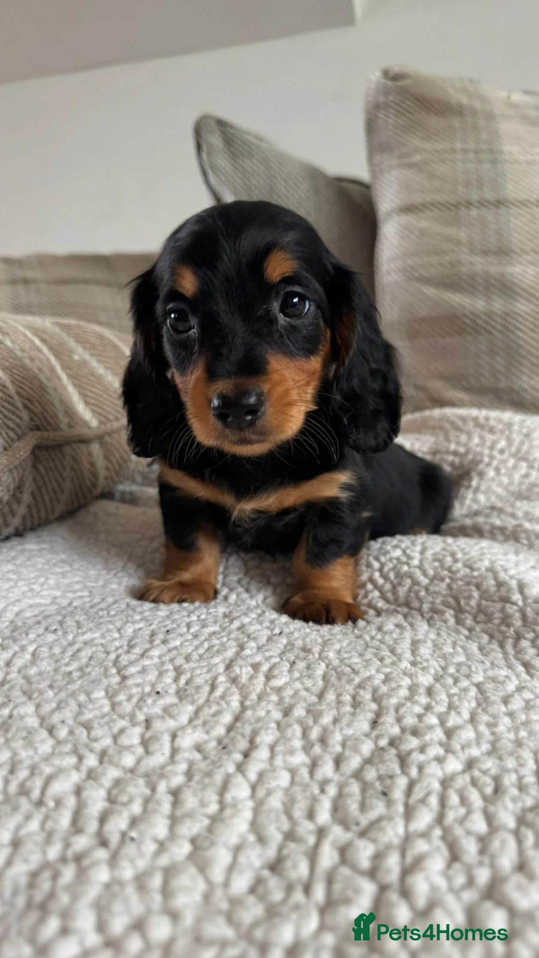 Dachshund dogs for sale: BEAUTIFUL LONGHAIR KC REG & PRA CLEAR MINI🩷💙 - Advert 25