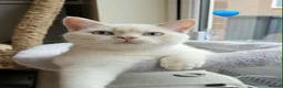 British Shorthair cats for sale: Stunning GCCF reg, BSH Colourpointed Boys - Advert 2