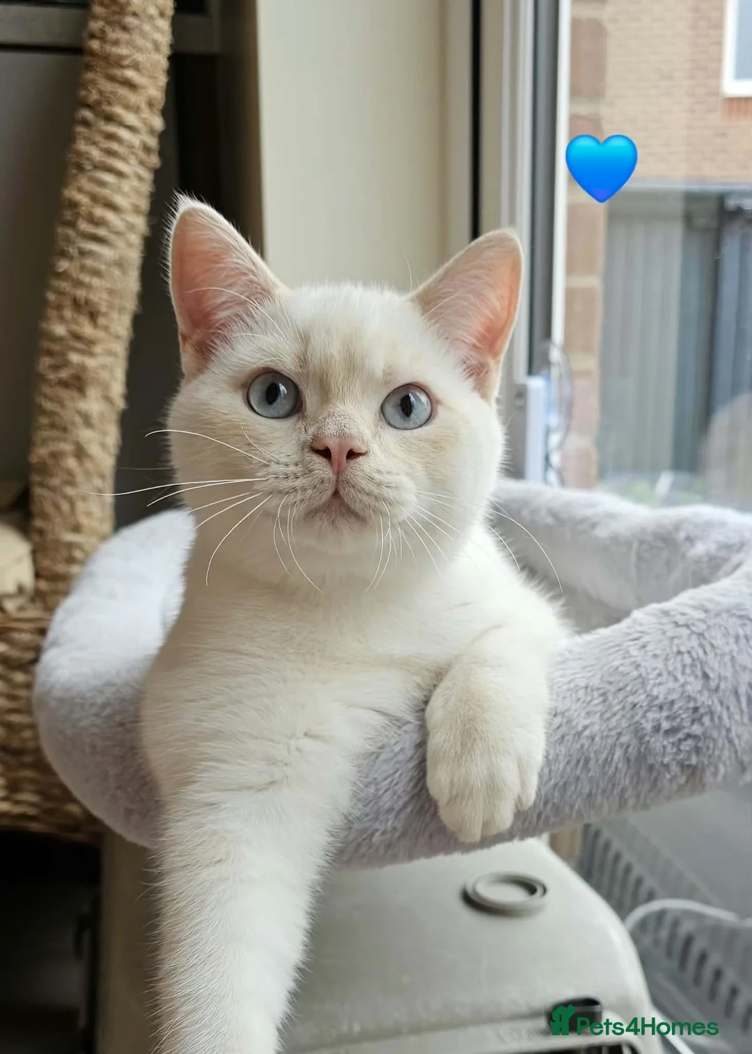 British Shorthair cats for sale: Stunning GCCF reg, BSH Colourpointed Boys - Advert 2