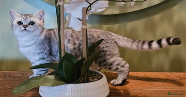 British Shorthair cats Pedigree British Shorthair Silver Kitten - Advert 14