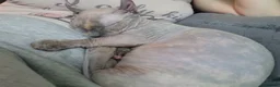 Sphynx cats for sale: Beauiful dwelf girl - Advert 8