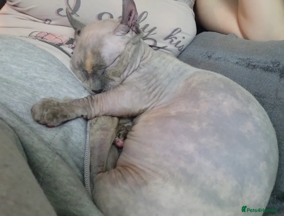 Sphynx cats for sale: Beauiful dwelf girl - Advert 8