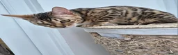 Bengal cats for sale: Bengal girl - Advert 2