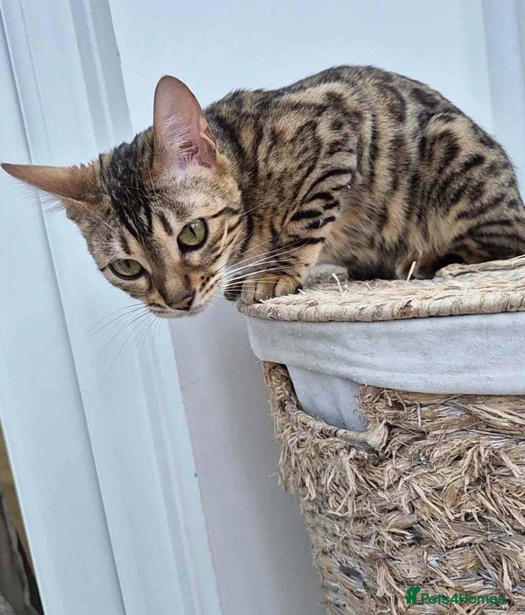 Bengal cats for sale: Bengal girl - Advert 2