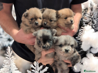 Pomeranian dogs Teddy Bear poms - Advert 5