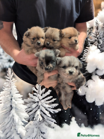 Pomeranian dogs Teddy Bear poms - Advert 12