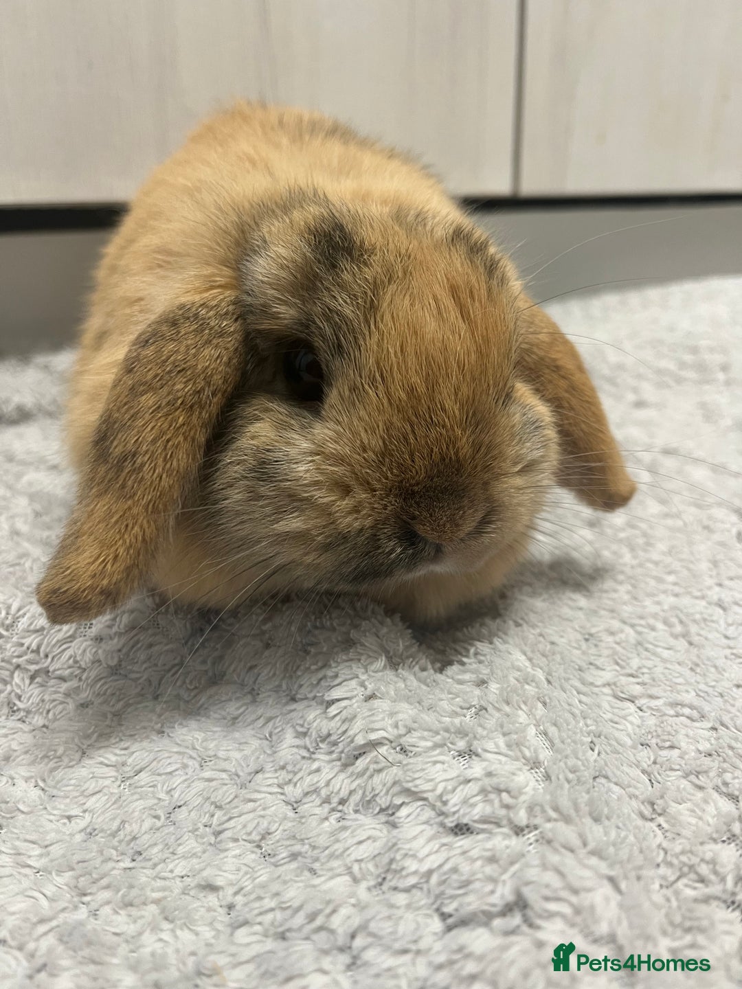 Mini Lop rabbits for sale: Beautiful Golden Harlequin Doe - Advert 1