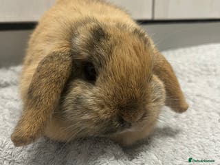 Mini Lop rabbits Beautiful Harlequin Magpie - Advert 4