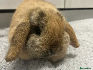 Mini Lop rabbits Beautiful Golden Harlequin Doe - Advert 14