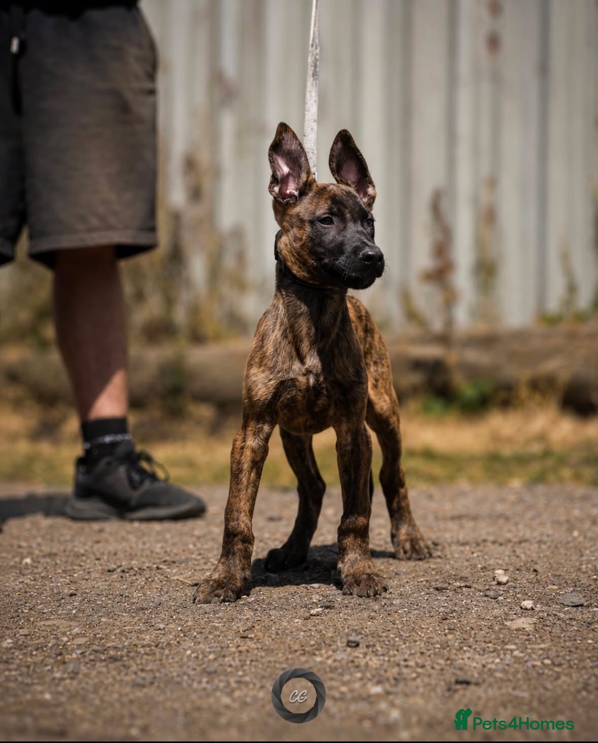 Belgian Shepherd Dog dogs Herder puppies x (working lines) - Advert 8
