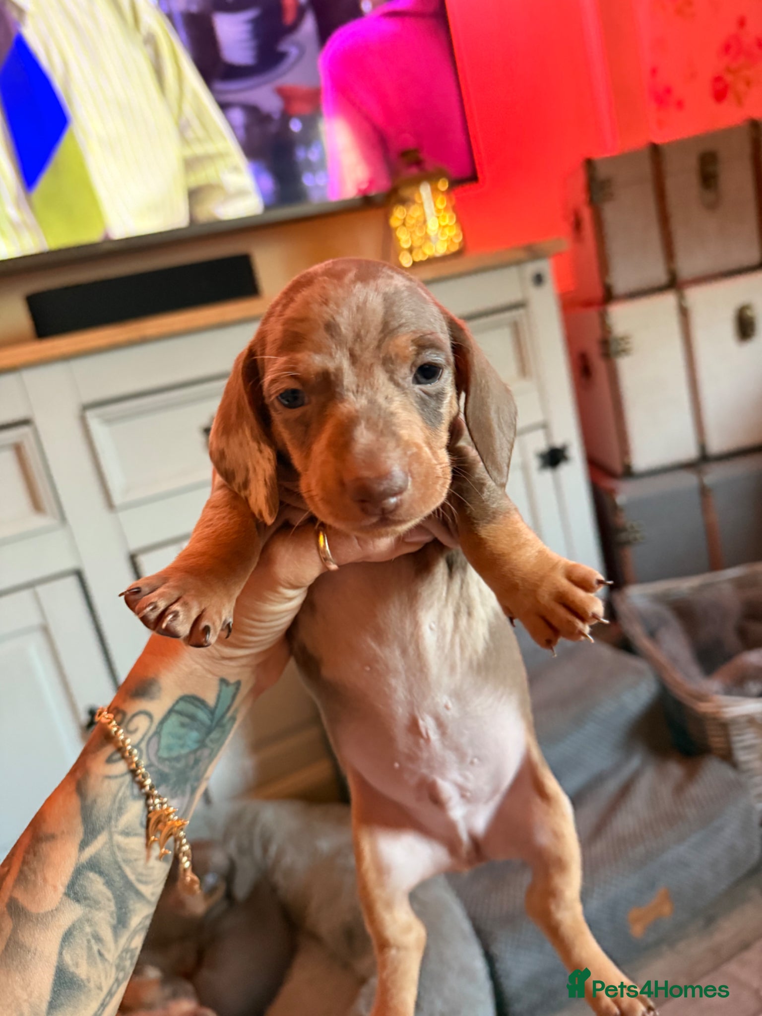 Dachshund dogs Dachshund puppies *READY 18th MAY* - Advert 10