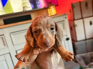 Dachshund dogs Dachshund puppies *READY 18th MAY* - Advert 12