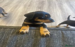 Dobermann dogs for sale: Doberman puppies  - Image 14