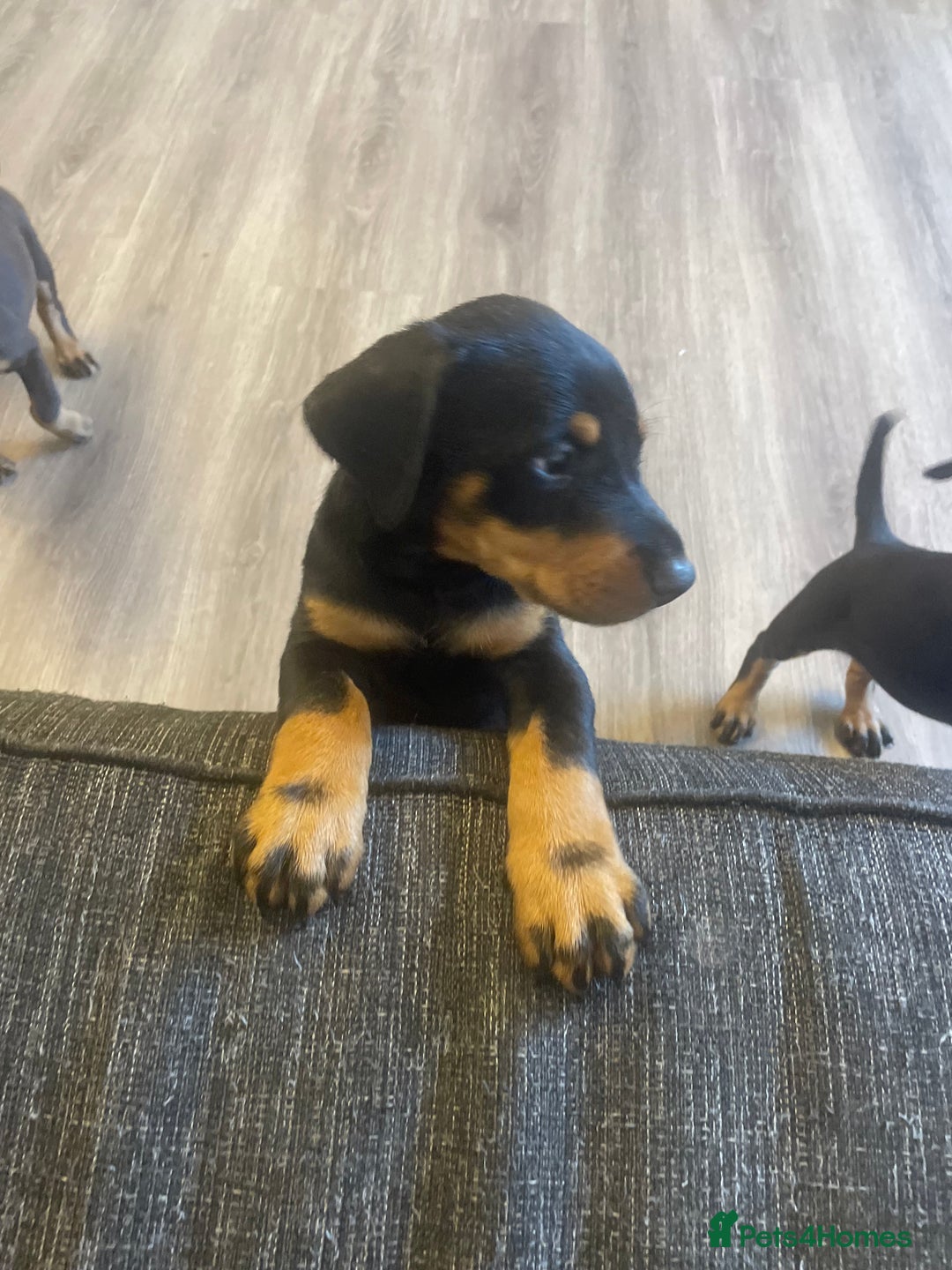Dobermann dogs for sale: Doberman puppies  - Image 14