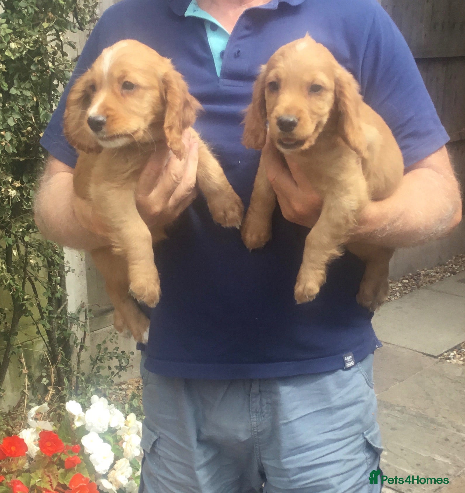 Cocker Spaniel dogs Working type cocker puppies  - Advert 16
