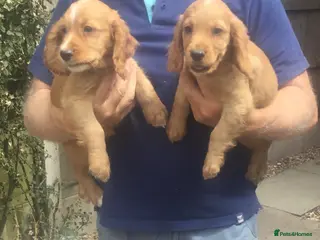 Cocker Spaniel dogs Working type cocker puppies - Advert 16