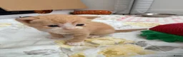 Mixed Breed cats for sale: Beautiful Family-Raised Kittens - Advert 21