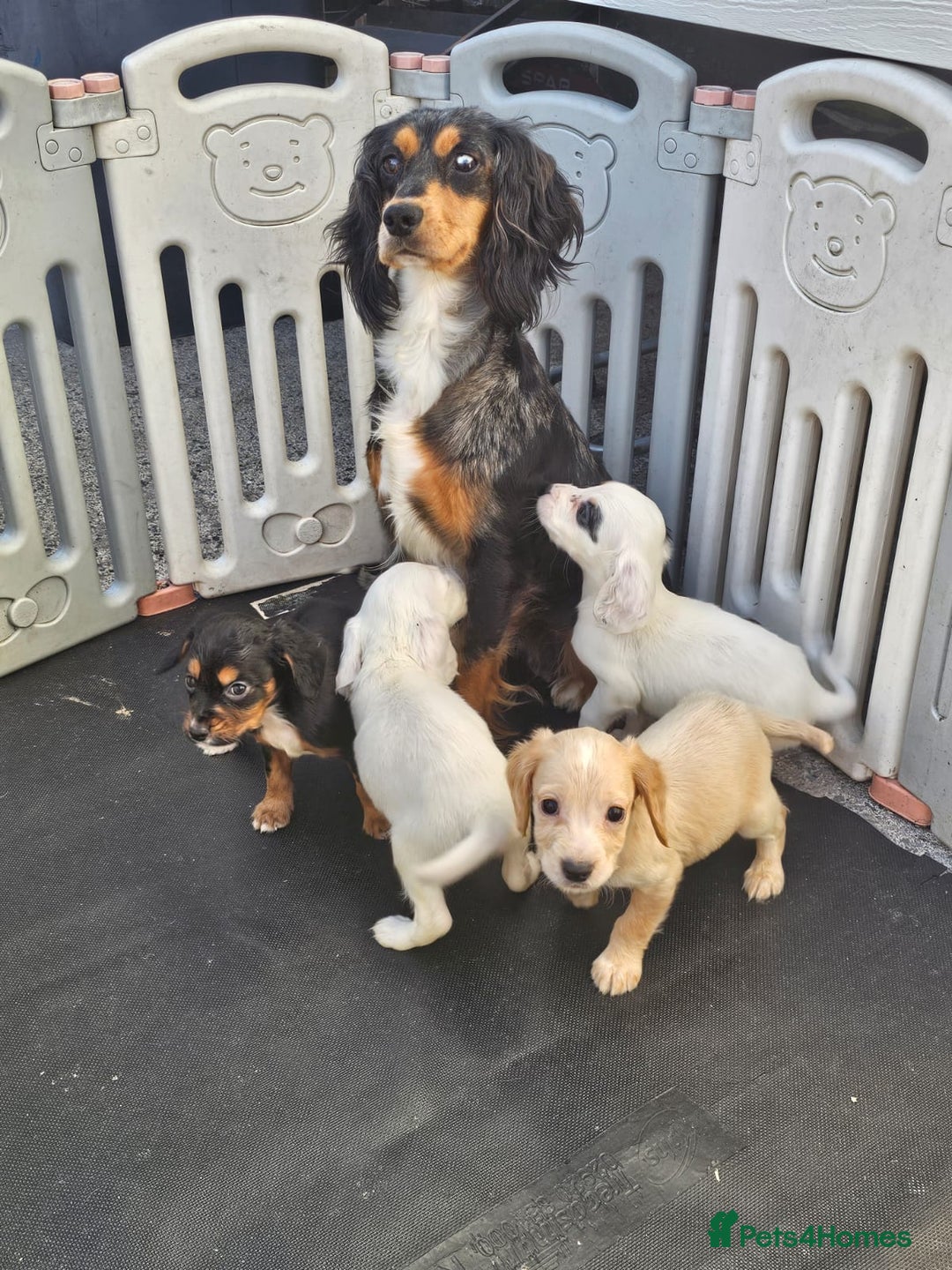 Cocker Spaniel dogs for sale: Cocker spaniels puppys  - Image 3