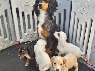 Cocker Spaniel dogs - Advert 31