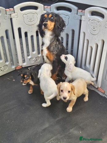 Cocker Spaniel dogs - Advert 12