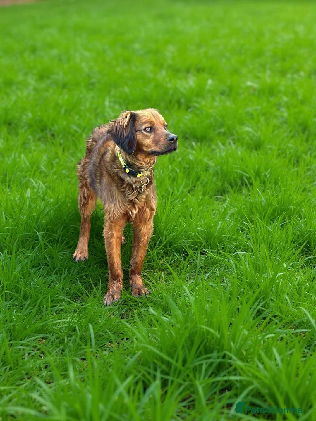 Brittany Spaniel dogs for adoption: Young, handsome, super friendly Theo in Norfolk in Dereham - Advert 7