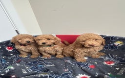 Cockapoo dogs for sale: 9 weeks old Cockapoo puppies  - Image 10