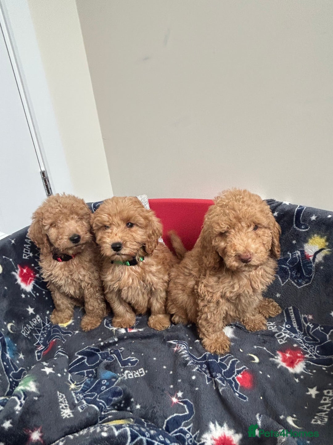 Cockapoo dogs for sale: 9 weeks old Cockapoo puppies  - Image 10