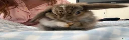 Mini Lop rabbits for sale: Beautiful mini lops for sale - Advert 4