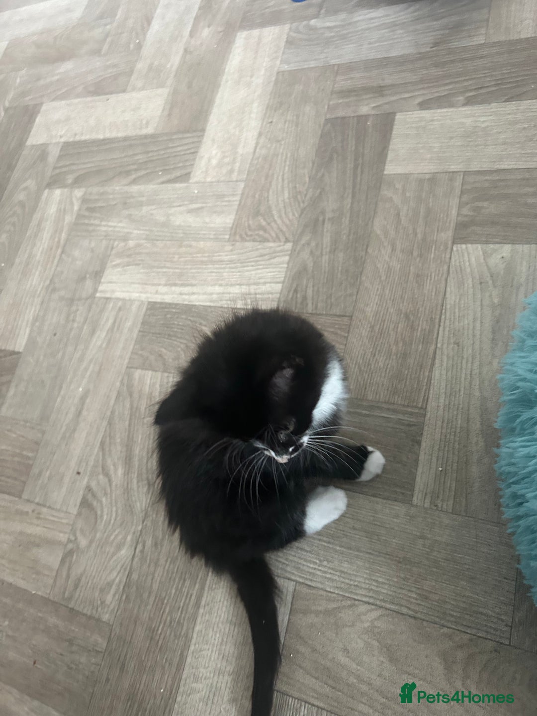 Mixed Breed cats for sale: Black & White Female Kitten - Image 2