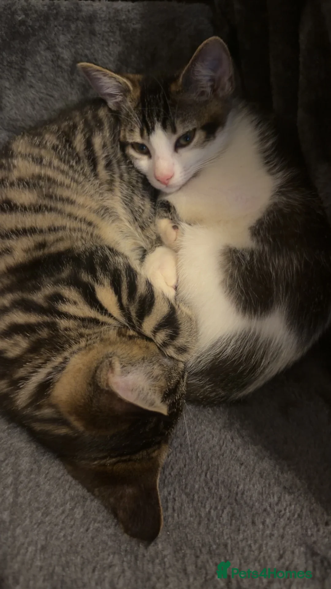 Mixed Breed cats for sale: Girl and boy for sale  in Saint Helens - Advert 1