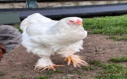 Hens poultry for sale: Beautiful Brahmas 4hens & 3 stunning cockerels  - Image 4