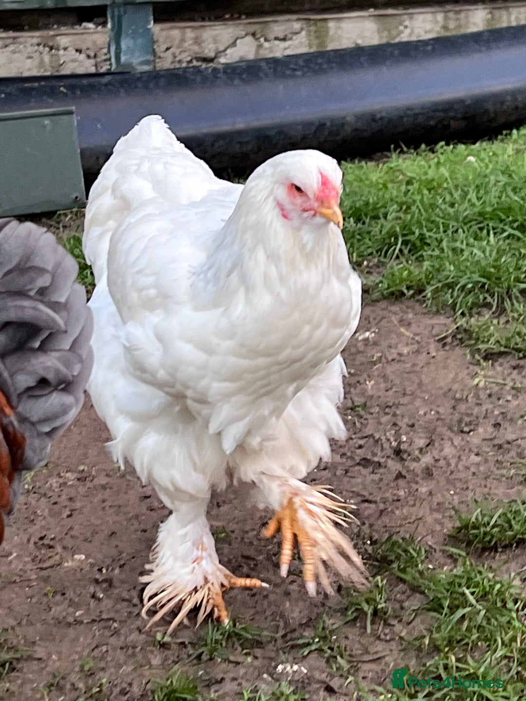 Hens poultry for sale: Beautiful Brahmas 4hens & 3 stunning cockerels  - Image 4