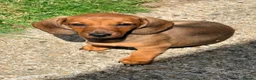 Miniature Dachshund dogs for sale: ⭐️REDUCED⭐️KC Miniature Smooth haired Dachshund  - Advert 25