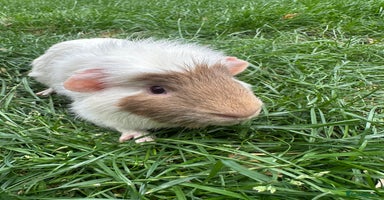 Guinea Pig rodents - Advert 4