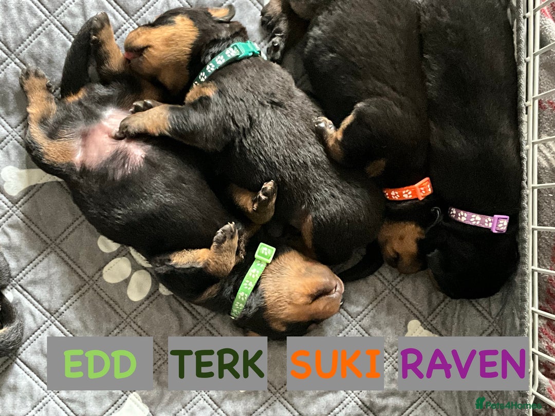 Rottweiler dogs for sale: Family bred and loved Rottweiller puppies - Image 3