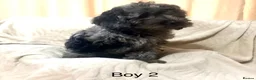 Cockapoo dogs for sale: 5 beautiful cockapoo puppies  - Advert 4