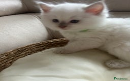 Ragdoll cats for sale: Ragdoll kittens  - Image 12