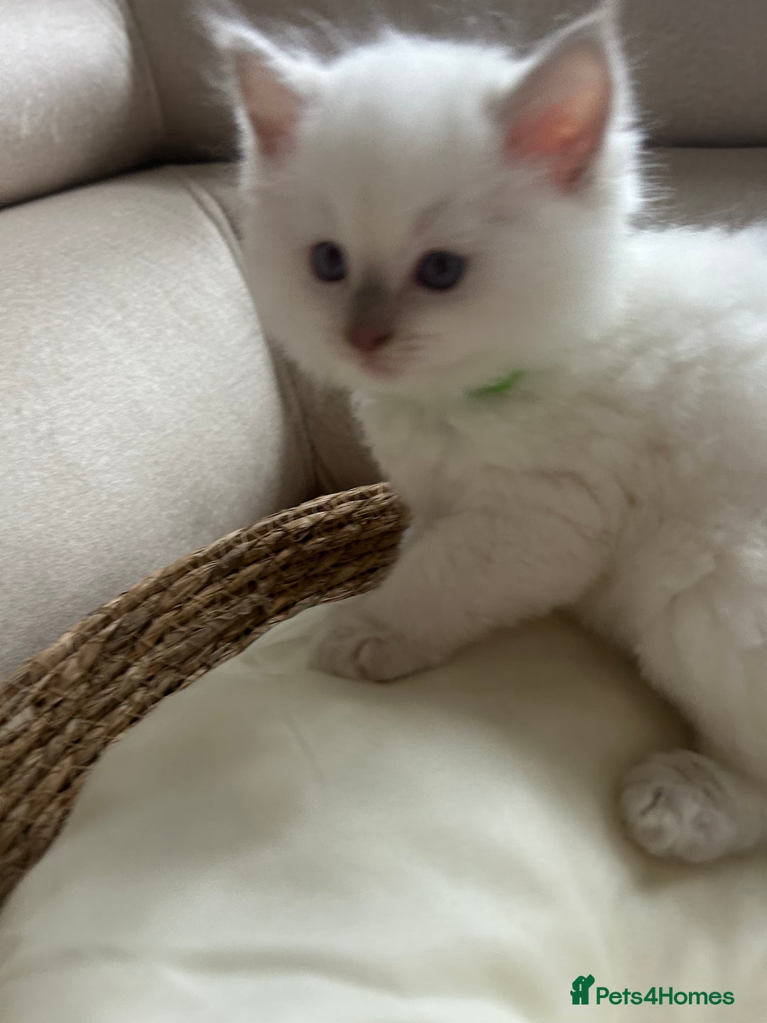 Ragdoll cats for sale: Ragdoll kittens  - Image 12