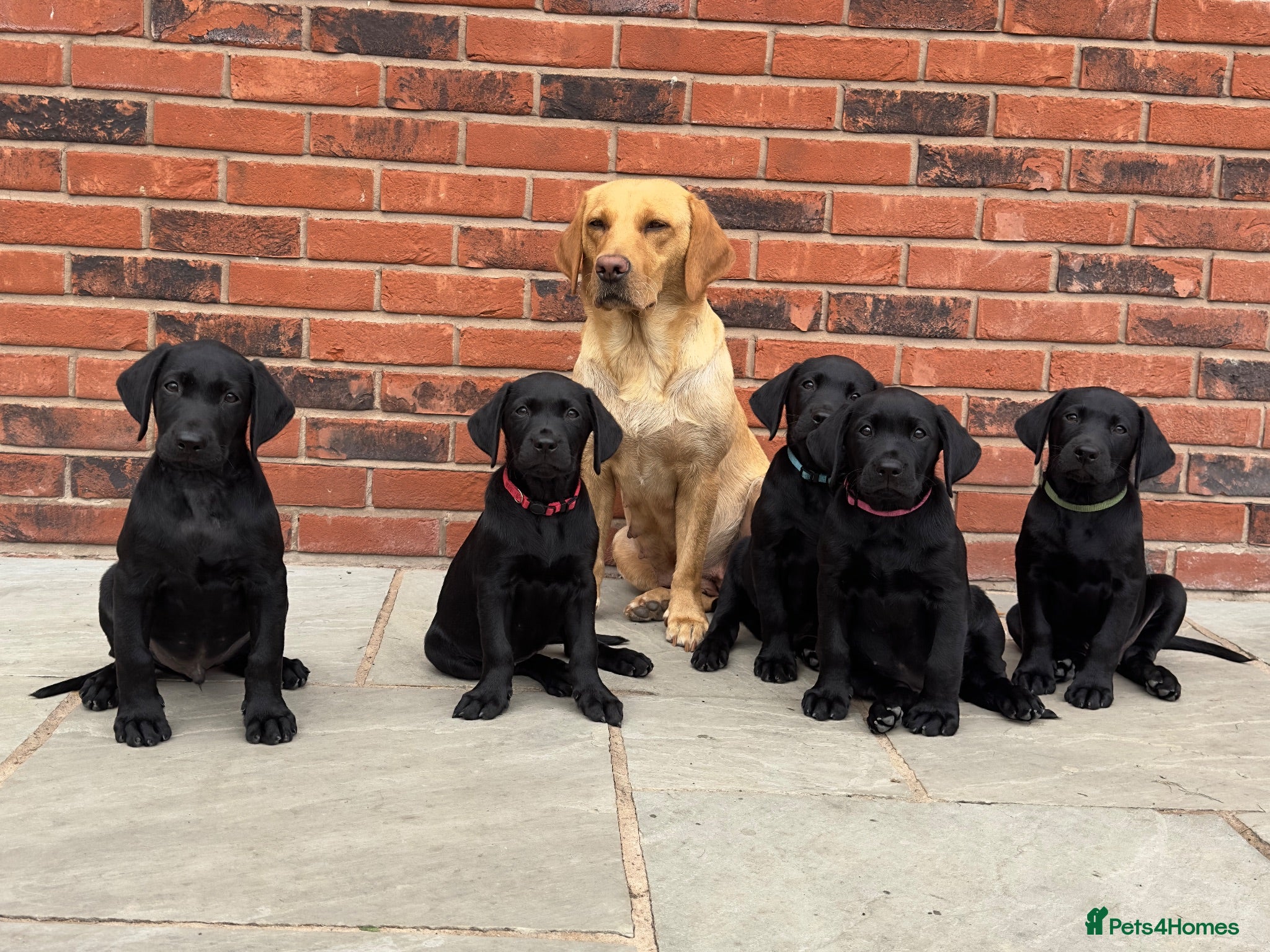 Labrador Retriever dogs Black KC working Labrador puppies - Advert 12