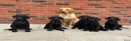Labrador Retriever dogs for sale: Black KC working Labrador puppies - Advert 1