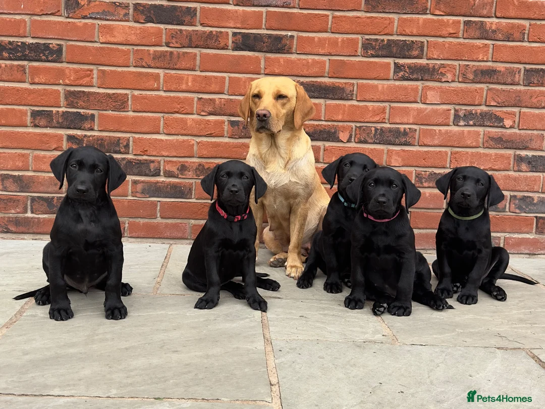 Labrador Retriever dogs for sale: Black KC working Labrador puppies - Advert 1